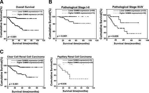 Figure 4. Kaplan-Meier curves with univariate analyses (log-rank) comparing tumors with low SAM68 expression with those with high SAM68 expression. A. Patients with low SAM68 expression (bold line) had a cumulative 5-y survival rate of 96.1% (95% confidence interval, 0.9251-0.9969), compared with 63.8% for patients with high SAM68 expression (dotted line; 95% confidence interval, 0.5551-0.7209). B. Statistical analysis of the difference between SAM68 high-expressing and low-expressing tumors was compared in the I-II (left) and III-IV (right) patient subgroups. C. Statistical analysis of the difference between SAM68 high-expressing and low-expressing tumors was compared in clear cell renal cell carcinoma (left) and papillary renal cell carcinoma (right) patients.