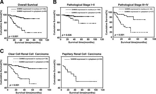 Figure 5. Kaplan-Meier curves with univariate analyses (log-rank) for patients with nuclear SAM68 versus cytoplasmic SAM68. A. The cumulative 5-y survival rate was 90.1% (95% confidence interval, 0.8522-0.9498) for patients with nuclear SAM68 protein expression (bold line), but only 54.4% (95% confidence interval, 0.4381-0.6499) for patients with cytoplasmic expression (dotted line). The P values were calculated by the log-rank test. B. Statistical analysis of the difference between tumors with nuclear or cytoplasmic SAM68 in the I-II (left) and III-IV (right) subgroups. The P values were calculated by the log-rank test. C. Statistical analysis revealed that clear cell renal cell carcinoma patients expressing nuclear SAM68 had a higher 5-y survival rate than those with cytoplasmic SAM68 (89.1% versus 50.4%, left). Only the survival curve of patients with cytoplasmic SAM68 is presented (right) because only four papillary renal cell carcinoma samples showed nuclear SAM68 signal.
