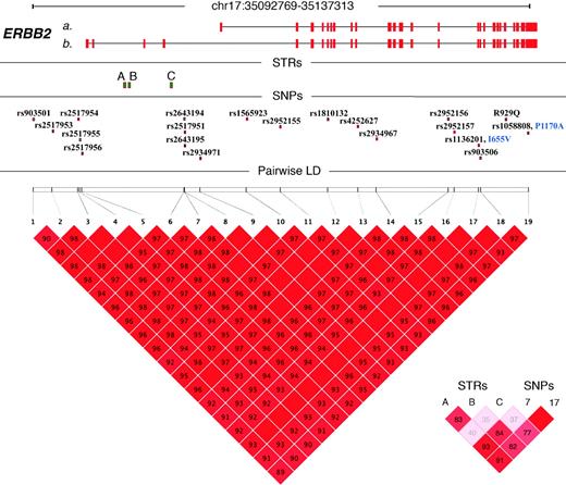 Figure 1. ERBB2 genetic architecture. A 60-kb interval from chromosome 17q21 is depicted that encompasses the ERBB2 gene (National Center for Biotechnology Information Build 36.1). The exon-intron structures of transcript a, the principal mRNA isoform (NM_004448), and transcript b, an alternatively spliced isoform (NM_001005862) are depicted. Positions of three novel polymorphic STRs are shown. Ninety-three database SNPs were screened for polymorphism; those illustrated were commonly polymorphic in the study population. D′ values are represented by color scale for each pairwise SNP comparison [where the linkage disequilibrium (LD) is less than complete; D′ numerical value is indicated on the matrix]. Inset, multiallelic pairwise D′ among STRs and two tagging SNPs.