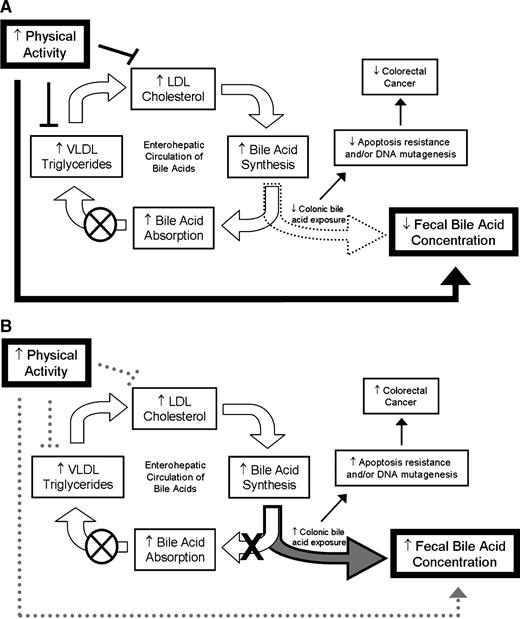 Figure 1. Illustration of bile acid metabolism. The enterohepatic circulation of bile acids (curved block arrows) is regulated by a negative feedback mechanism, wherein high bile acid levels reduce triglyceride levels (circled X). A. Bile acid metabolism under homeostatic regulation. Homeostatic regulation of the cycle results in few bile acids being lost (dashed block arrow) and low fecal bile acids. Physical activity is inversely related to triglyceride and/or cholesterol levels (blunted arrows), further regulating bile acid metabolism. Our results show that physical activity is inversely related to fecal bile acid levels, consistent with its effects on triglyceride and/or cholesterol levels (bold arrow). We hypothesize that physical activity in normal enterohepatic circulation may decrease colorectal cancer risk by reducing exposure of colonic epithelial cells to carcinogenic secondary bile acids (thin arrows). VLDL, very low–density lipoprotein; LDL, low-density lipoprotein. B. Bile acid metabolism under impaired homeostatic regulation. The loss of homeostatic regulation of triglyceride levels impairs bile acid absorption (bold X) and causes more bile acids to be lost from the cycle (gray-shaded block arrow). The resulting high bile acid levels in the feces is hypothesized to increase risk for colorectal cancer via tumorigeneic effects of secondary bile acids that include induction of apoptosis resistance and/or DNA mutagenesis of colonic epithelial cells (thin arrows). Some associations with physical activity that were present under homeostasis are no longer true under metabolic instability (dotted arrows). The results of this study show no relationship between physical activity and fecal bile acid concentrations for people with high triglycerides, a possible marker of metabolic imbalance.