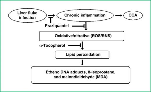 Figure 1. Proposed scheme on how inflammatory processes, triggered by O. viverrini infection of the bile duct cause oxidative stress and etheno-DNA adduct formation, that act as driving force to cholangiocarcinoma (CCA). During chronic inflammation, reactive oxygen and nitrogen species (ROS, RNS) are released that lead to activation of lipid peroxidation and production of DNA-reactive byproducts such as 2-hydroxy-4-nonenal. Nitric oxide overproduction can also induce lipid peroxidation via peroxynitrite, and etheno adducts have been detected in mouse models (49, 50). A relationship between adduct markers and disease causation is further supported by the protective effect of the antiparasitic drug praziquantel both against lipid peroxidation–derived DNA damage and cholangiocarcinoma.