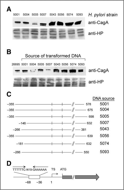 Figure 1. Heterogeneity among H. pylori strains in expression of CagA. A, H. pylori strains were cultured in broth and lysed as described in the Methods. Cell extracts were standardized by protein concentration and immunoblotted to detect CagA. Blots then were stripped and reprobed with an anti-H. pylori antiserum. B, H. pylori 26695 cagA::catrdx-9 was transformed with 1.2 kb DNA fragments derived from the indicated Colombian strains (500 bp upstream and 700 bp downstream of the cagA transcriptional start site). The resulting transformants were cultured as described in the Methods, and were analyzed for CagA expression as described above. C, analysis of transformants depicted in (B). Nucleotide numbers are relative to the cagA transcriptional start site, and designate the chromosomal region in H. pylori 26695 that was replaced with sequences derived from Colombian strains. Vertical lines indicate the cagA transcriptional start site and the ATG translation initiation site. D, this schematic illustrates the predicted cagA transcriptional start site (TS), an AT-rich inverse repeat identified in the cagA promoter region of H. pylori 26695, and the ATG translation initiation site.