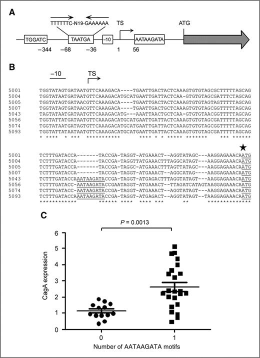 Figure 2. Analysis of an AATAAGATA motif. A, regions upstream from cagA that exhibit substantial sequence heterogeneity among Colombian H. pylori strains are illustrated. The Colombian strains vary in the number of copies of TGGATC, TAATGA, and AATAAGATA motifs. The TAATGA motifs are located within an AT-rich region of the cagA promoter that contains an inverted repeat. Variations in the cagA −10 sequence are also observed among the Colombian strains. The location of each motif relative to the cagA transcriptional start site is shown. TS denotes the position of the transcriptional start site. B, sequences immediately upstream of the cagA ATG initiation site (indicated by a large star) in 8 H. pylori strains were aligned. Four strains express relatively low levels of CagA (5001, 5004, 5005, 5007) and 4 express relatively high levels of CagA (5043, 5056, 5074, 5093). The AATAAGATA motif is underlined and is present in 4 strains that express high levels of CagA. The −10 sequences and TS are also shown. C, CagA expression in each strain was analyzed by immunoblotting, and levels of CagA expression were quantified by comparing the CagA signal intensity of each strain to that of a standard (CagA in strain 5001). The relationship between number of AATAAGATA motifs and level of CagA expression is shown. The P value was determined by t test.