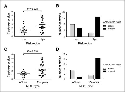 Figure 4. Relationships between H. pylori site of isolation, MLST type, and level of CagA expression. Levels of CagA expression in individual strains were analyzed by immunoblotting, and CagA expression in each strain is expressed as signal intensity relative to a standard (CagA in strain 5001). The cagA promoter region of H. pylori Colombian strains was sequenced and the presence of an AATAAGATA motif located 40 nucleotides upstream of the ATG initiation site was scored for each strain. The H. pylori strains used in the study were isolated from patients living in regions of Colombia with either a low or high risk for gastric cancer, and were previously analyzed by MLST (32). A and B depict the level of CagA expression and presence or absence of the AATAAGATA motif in strains from the 2 regions of Colombia (high risk or low risk for gastric cancer), while C and D depict the level of CagA expression and presence or absence of the AATAAGATA motif in strains of either European or African ancestral origins, based on MLST analysis. P values (A and C) were determined by using Student's t test.