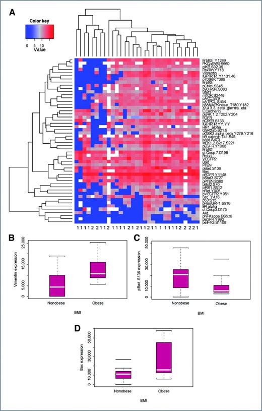 Figure 1. Protein expression of 52 endpoints in 31 RPFNA samples. A, unsupervised hierarchical clustering analysis of log2-transformed intensity values of each protein endpoint (rows) are broadly divided by obese and nonobese samples (columns). Nonobese (BMI < 30 kg/m2) and obese (BMI ≥ 30 kg/m2) samples are labeled as 1 and 2, respectively. Shades of blue represent downregulated protein expression, whereas shades of gray and red represent upregulated protein expression. Box plots of (B) vimentin, (C) p-Bad S136, and (D) Bax expression levels in nonobese and obese women.