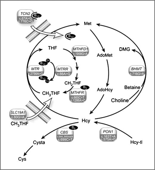 Figure 1. One-carbon metabolism and related gene polymorphisms. The figure shows the components of the one-carbon metabolism that have been measured in the study population, and the enzymes and transports involved. Homocysteine (Hcy) is formed from S-adenosylhomocysteine (AdoHcy), which is a product of S-adenosylmethionine (AdoMet)-dependent transmethylation reactions. It is remethylated to methionine (Met), a reaction that is either catalyzed by the enzyme, methionine synthase (MTR), that requires vitamin B12 as cofactor and methyltetrahydrofolate (CH3THF) as cosubstrate or by betaine homocysteine methyltransferase (BHMT) that uses betaine as a methyl donor. Hcy is converted to cysteine (Cys) in the transsulfuration pathway, the first step of which is formation of cystathionine (Cysta) catalyzed by the vitamin B6-dependent enzyme, cystathionine beta-synthase (CBS). (CH2THF, methylenetetrahydrofolate; DMG, dimethylglycine; Hcy-tl, homocysteine thiolactone; MTHFD1, trifunctional enzymemethylenetetrahydrofolate dehydrogenase/methenyltetrahydrofolate cyclohydrolase/formyltetrahydrofolate synthetase; MTHFR, methylenetetrahydrofolate reductase; MTRR, methionine synthase reductase; PON1, paraoxonase-1; SLC19A1, reduced folate carrier-1;TCN2, transcobalamin-II; and THF, tetrahydrofolate).
