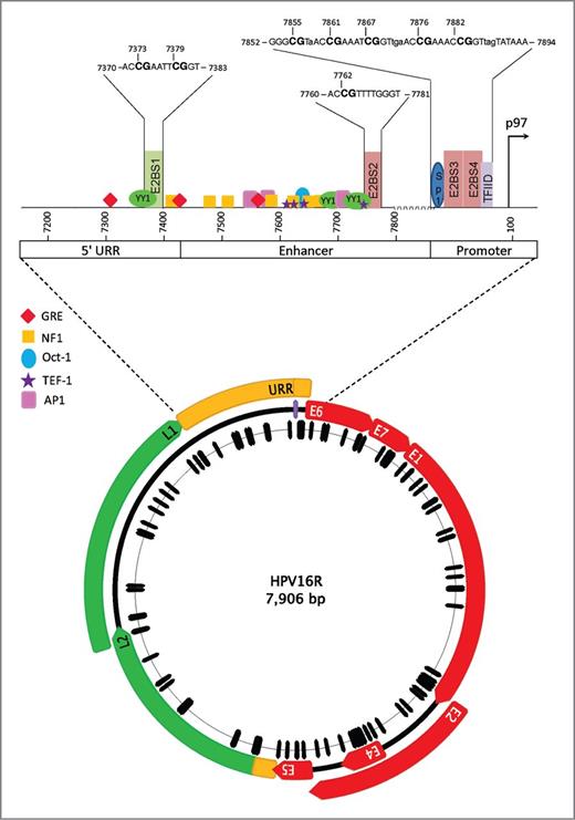 Figure 1. Organization of the HPV16 genome, URR and location of 112 CpG sites. The 7,906 base pair, circular reference genome for HPV16R (NC_001526) is illustrated. Genes expressed early in the viral life cycle (early genes) are shown in red and are prefixed with an “E” in white, corresponding to their names. Genes expressed late in the viral life cycle (late genes) are shown in green and are prefixed with an “L” in black. Two noncoding regions (NCR) are displayed in yellow, labeled the URR between the stop codon of L1 and the start codon of E6, and the NCR located between the stop codon of E5 and the start codon of L2. A purple line at position 7906/1 denotes the first position of the genome. The black hash marks correspond to the 112 CpG sites within the HPV16R genome and are displayed relative to their genomic position. This figure was made using Geneious Pro 5.6.3 (71). An enlargement of the URR is shown above the genome and illustrates the topology of the CpG sites, 4 E2 binding sites and other DNA–protein–binding motifs. The nucleotide sequence of each E2 binding site is shown in capital letters with CpG sites indicated in bold and the nucleotide position is shown for the cytosine based on the HPV16R sequence. The color of each binding sites corresponds to whether binding of E2 inhibits (red) or stimulates (green) E6 and E7 transcription. Transcription factor sites are depicted as indicated: YY1 transcription factor YY1, binds to E2 in the 5′ URR to stimulate transcription (66, 72). NF1, nuclear factor 1; GRE, glucocorticoid response elements; AP1, activator protein 1; and TEF-1, transcription enhancer factor-1 are transcriptional activators (73). SP1, specificity factor 1 and TFIID, transcriptional factor IID are transcriptional activators that can be sterically hindered by E2 binding (67). CpG site 31 overlaps the SP1 biding site and TFIID binds to the TATA box to initiate transcription.
