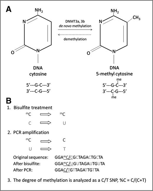 Figure 2. Chemistry and analysis of DNA CpG methylation. A, specific cytosines within the double-stranded DNA helix can be methylated by a family of DNA methyltransferases (DNMT3a, 3b) to form 5-methyl cytosine residues. Removal of methyl groups (“demethylation”) occurs via the same family of enzymes. B, bisulfite conversion of cytosines and downstream analysis of CpG site methylation. Bisulfite treatment of DNA deaminates unmethylated cytosine residues (labeled as “C”) on single-stranded DNA molecules, converting them to uracils (labeled “U”), while 5-methyl cytosines are protected from conversion (labeled, “mC”; step 1). PCR amplification of bisulfite modified DNA converts uracils to thymidines (labeled, “T”) by DNA polymerase (step 2). The ratio of C/C+T indicates the proportion of methylated cytosines in the assayed sample (step 3).
