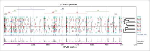 Figure 3. CpG sites in aligned carcinogenic HPV genomes. Carcinogenic HPV genotypes obtained from PAVE (http://pave.niaid.nih.gov) were aligned using MUSCLE (http://www.drive5.com/muscle/). Gene features and numbering are referenced to HPV16R. CpG sites for each genome are identified together with the phylogenetic relationships of the alignment. Phylogenetic and molecular evolutionary analyses were conducted using MEGA version 5 (74). Single representatives of α-6 (HPV56) and α-5 (HPV51) flank the α-9 and α-7 clades above and below the horizontal line. Alpha 9/7 clade bias is indicated where a χ2 indicates a significant difference (P < 0.05) for the presence of CpG in the 2 clades. CpG count is the (arbitrarily scaled) count of CpG sites at each position, while similarity is the maximal nucleotide frequency at the alignment position.