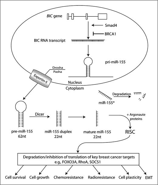 Figure 1. Cellular processing and downstream effects of miR-155 in breast cancer. The pri-miR-155 RNA hairpin transcript is processed from the RNA transcript of the BIC gene. Transcription of BIC is promoted by Smad4 and inhibited by BRCA1. After processing by Drosha, Pasha, Exportin-5, and Dicer, the mature miR-155 forms a complex with Argonaute proteins called the RISC, to inhibit the translation of miR-155 target mRNAs, such as RhoA, FOXO3A, and SOCS1. The inhibition of target genes by miR-155 in breast cancer can cause such effects as an increase in EMT, cell plasticity, cell survival, growth, chemoresistance, and radioresistance.