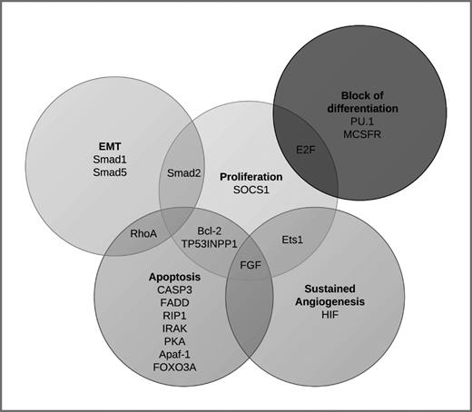 Figure 2. miR-155 target genes involved in cancer-related pathways. Validated miR-155 target genes are present in multiple pathways associated with cancer and cancer progression, including but not limited to EMT, proliferation, block of differentiation, apoptosis, sustained angiogenesis. Pathway analysis was completed using DAVID bioinformatics resource (v 6.7).