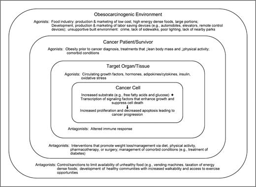 Figure 2. Cancer progression ultimately is a product of the larger environment. High-energy dense foods are foods high in energy (calories) per gram weight, for example, fried foods (high in fat), whereas fruits and vegetables are low-energy dense foods.