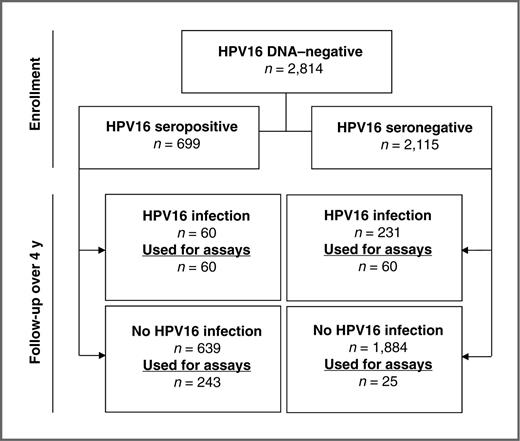 Figure 1. Consort diagram of samples used in the comparison of the cLIA, HPV 16/18 ELISA, and the L1 + L2 pseudovirion SEAP assay. Total number of samples (N) = 388. DNA positive/ELISA positive = 60, DNA negative/ELISA positive = 243, DNA positive/ELISA negative = 60, and DNA negative/ELISA negative = 25.
