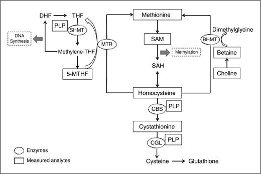 Figure 1. Schematic representation of one-carbon metabolism pathways of DNA synthesis and methylation. Abbreviations: BHMT, betaine homocysteine methyltransferate; CBS, cystathionine β-synthase; CGL, cystathione γ-lyase; DHF, dihydrofolate; MTHF, methyl-tetrahydrofolate; MTR, methionine synthase; PLP, pyridoxal-5-phosphate; SAH, S-adenosylhomocysteine; SAM, S-adenosylmethionine; SHMT, serine hydroxymethyltransferase; THF, tetrahydrofolate.