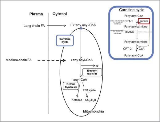 Figure 1. Role of carnitine in mitochondrial long-chain fatty acid oxidation.