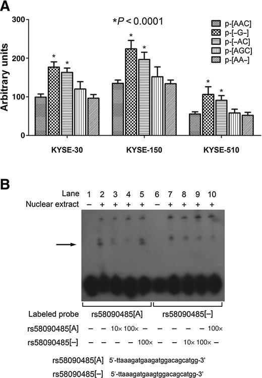 Figure 2. Functional characterization of rs58090485 A/−, rs3812852 A/G, and rs141391427 C/− haplotypes in the promoter of KLF5. A, reporter gene assays with five constructs containing all three major alleles (p-[AAC]), all three minor alleles (p-[−G−]), and only one minor allele (p-[−AC], p-[AGC], and p-[AA−]) of the SNPs, rs58090485 A>−, rs3812852 A>G, rs141391427 C>−, respectively, in the KLF5 promoter in KYSE-30, KYSE-150, and KYSE-510 cells. All constructs were cotransfected with pRL-SV40 to standardize transfection efficiency. Luciferase levels of pGL4.10[luc2] and pRL-SV40 were determined in triplicate. Data shown are the mean ± SD from three independent transfection experiments, each performed in triplicate. The rs58090485A-containing KLF5 promoter drove significantly lower reporter gene expression than the rs58090485 [−]-containing KLF5 promoter (P < 0.0001). B, EMSA with biotin-labeled oligonucleotides containing the rs58090485 [A] or rs58090485 [−] allele and nuclear extracts from KYSE-150 cells. Lanes 1 and 6 show the mobilities of the labeled oligonucleotides without nuclear extracts; lanes 2 and 7 show the mobilities of the labeled oligonucleotides with nuclear extracts in the absence of competitor; lanes 3 and 8, 4 and 9, and 5 and 10 show the mobilities of the labeled oligonucleotides with nuclear extracts in the presence of unlabeled rs58090485 [A] or rs58090485 [−] competitors. The arrow indicates an additional DNA–protein complex for the rs58090485 [A] allele.
