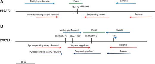 Figure 1. Location of pyrosequencing assay primers, MethyLight primers and probes, and CpG probes on the HumanMethylation450 arrays for (A) B3GAT2 and (B) ZNF793. For the MethyLight assays, the primer locations are indicated by the light blue arrows and the probe location is indicated by the green line. For the pyrosequencing assay, assay 1 is designated by the red arrows and assay 2 is designated by the blue arrows. The internal arrow is the sequencing primer. The CpG probe identities (beginning with “cg”) from the HM450 array are shown beneath the small vertical lines. The second B3GAT2 CpG was discovered using a pyrosequencing assay and does not have a corresponding HM450 array identifier. We have named this CpG “PS2” and shown its location and proximity to the HM450 CpG probe found in the initial data analysis. The DNA strand shown is in the 5′-3′ orientation and is the top strand.