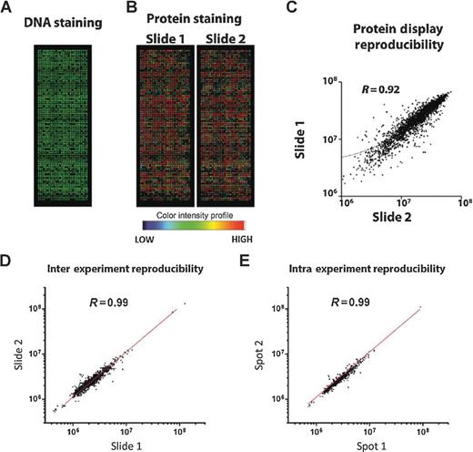 Figure 2. Protein array screening. Protein array was quality controlled by both DNA staining with picogreen (A), and anti-GST staining of in vitro–produced proteins (B). C, scatterplot of signal intensity measures of protein displays of two protein arrays produced in one single print batch. D, scatterplot of signal intensity measures of two identical protein arrays probed with the same plasma sample. E, scatterplot of signal intensity measures of two replicate spots with one array.