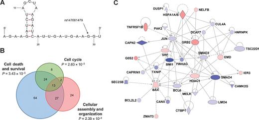 Figure 2. piR-598 structure and transcriptional impact. A, predicted secondary structure of piR-598 and location of rs147061479. Illustration was adapted from prediction by the Mfold v.3.6 RNA folding algorithm. Paired bases are denoted by red connecting lines. B, transcripts affected by overexpression of piR-598 mimics in U87 were enriched for those with roles in the indicated molecular functions according to IPA. P values were generated using Fisher's exact test for enrichment of affected genes according to functional annotation. C, network visualization illustrating functional interrelatedness of differentially expressed transcripts related to cell death and cell-cycle progression following piR-598 treatment of U87 cells. Red and blue shading denote piR-598–induced transcript over- and underexpression relative to negative control, respectively, with color intensity corresponding to degree of change; solid lines and dotted lines indicate direct and indirect relationships, respectively.
