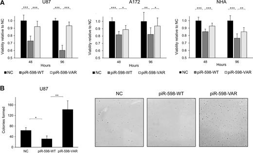 Figure 3. Glial cell viability and soft agar colony formation following wild-type (WT) or variant (V) piR-598 treatment. A, approximately 2.5 × 103 U87, A172, or NHA cells were transfected with 25 nmol/L piR-598-WT or piR-598-V mimics or a control RNA oligo in 96-well plates with 6 replicates per condition. Cell viability was quantified using MTS at 48 and 96 hours after transfection. B, approximately 1 × 104 cells were transfected with indicated oligos and seeded in triplicate 24 hours later in soft agar in a single-cell suspension. Colonies were counted using ImageJ 3 weeks after seeding. Representative images of colonies formed in each treatment condition are shown. NC, negative control. *, P < 0.05; **, P < 0.01; ***, P < 0.001; error bars denote SD of replicate experiments.