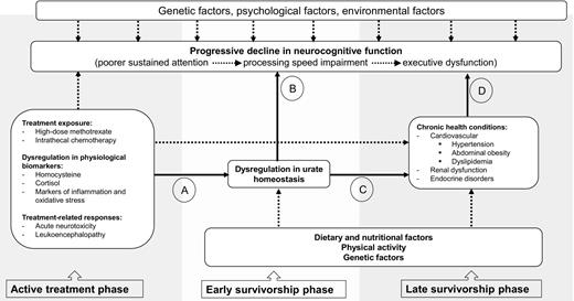 Figure 3. UA dysregulation, chronic health conditions, and neurocognitive function in cancer survivors: A theoretical model. Solid arrows, relationships among uric acid dysregulation, chronic health conditions, and neurocognitive function that this study aimed to address. Dashed arrows, other factors that might contribute to dysregulation in uric acid levels and neurocognitive impairment in cancer survivors. A, treatment exposures may affect urate homeostasis. Results from this current study suggest that higher on-therapy homocysteine exposure following high-dose methotrexate was associated with elevated UA levels in survivors. Chemotherapy exposure and acute physiologic response to the treatments may potentially initiate the process of urate hemostasis disruption in the early years of cancer survivorship. B, UA is associated with brain function and neurocognitive performance. Uric acid can also have a direct impact on brain vascular function by inducing inflammation and oxidative stress (13–15). One large study has found that higher uric acid levels were also associated with white matter atrophy, and poorer cognitive function was found in individuals with hyperuricemia (22). C, hyperuricemia is commonly observed in patients with hypertension, metabolic, endocrinal, and renal disorders. Studies have shown that metabolic syndrome can occur in patients with elevated (>10 mg/dL) uric acid, even though they have a normal body mass index (55). Waist circumference and the level of triglycerides were found to be strongly correlated with serum uric acid level (56). In an animal model, inhibiting xanthine oxidase results in lower uric acid and leads to a partial reduction of metabolic-like syndrome and hypertension (57). Elevated uric acid level is an independent predictor of the development of both microalbuminuria and renal dysfunction in subjects with normal renal function and lowering levels of uric acid may slow progression of renal disease in patients with hyperuricemia (58, 59). D, hypertension, metabolic, and renal disorders are associated with neurocognitive impairment. Patients with vascular complications, such as hypertension and microvascular diseases, are at increased risk for cognitive impairment and dementia (24, 39, 40, 44). Among metabolic syndrome components, hypertriglyceridemia and low high-density lipoprotein cholesterol levels were associated with global cognitive impairment while diabetes was associated with declines in executive function (60). Lower estimated glomerular filtration rate at baseline was associated with a more rapid rate of cognitive decline, particularly in memory function (61). Patients in end-stage renal failure with cognitive impairment have cortical defects consistent with infarcts (62).