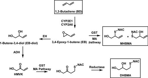 Figure 1. Metabolism and detoxification of BD.