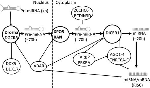 Figure 1. Roles of candidate genes in miRNA biogenesis. Figure 1 represents the involvement of each candidate gene of interest in distinct step(s) of miRNA processing both within and without of the nucleus. It also labels distinct precursor miRNA products generated up to mRNA silencing in the RNA silencing complex (RISC). Critical miRNA processing genes/steps are bolded.
