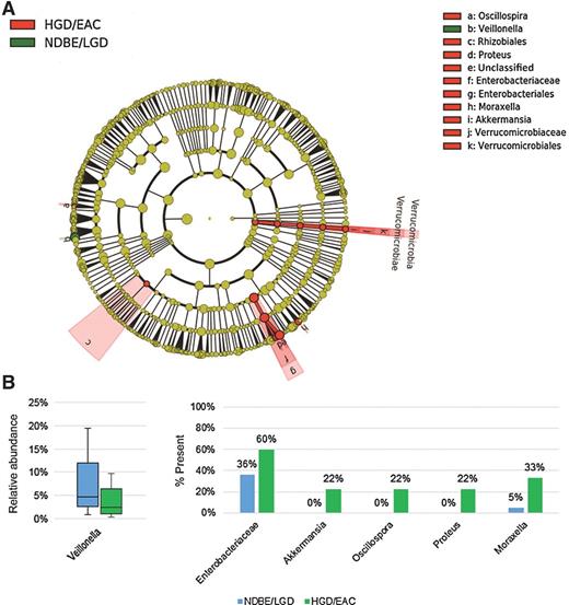 Figure 2. A, Cladogram from LEfSe analyses of differentially abundant taxa comparing Barrett's esophagus patients without dysplasia (NDBE) or LGD versus HGD or esophageal adenocarcinoma (EAC). B, Subjects with HGD or EAC had reduced relative abundance of Veillonella (left) and had increased proportion of samples with presence of the other differentially abundant taxa (right), which were relatively rare. (Presence defined as having any reads, except for Enterobacteriaceae, which was defined as relative abundance > 0.1%.)