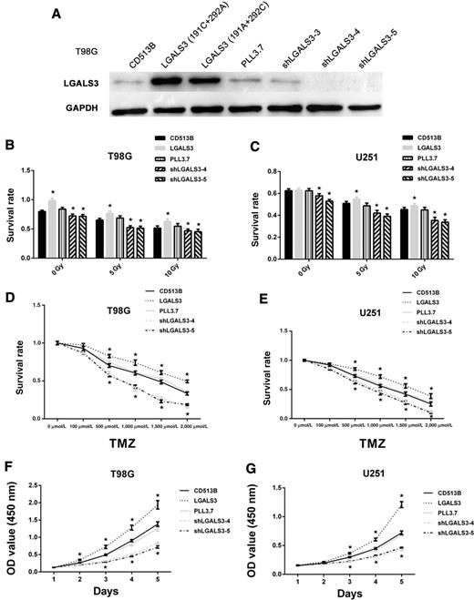 Figure 1. Impact of LGALS3 on cell survival under DNA damage stresses induced by radiation and temozolomide treatment. A, Detection of LGALS3 expression in T98G cells transfected with different vectors by Western blot analysis. B and C, When irradiated with 5 Gy or 10 Gy, T98G and U251 cells with overexpressed LGALS3 show higher survival rate, whereas the survival ability of LGALS3-depleted cells decreases significantly compared with the control. D and E, Treated with temozolomide (TMZ), both of the LGALS3-overexpressing T98G and U251 cells survive better than control cells at levels of 500, 1,000, 1,500, and 2,000 μmol/L, but an opposite result is observed in the cells with depleted LGALS3. F and G, LGALS3 significantly promotes T98G and U251 cell proliferation, which can be reversed by shRNAs targeting LGALS3. (★, P <0.05; CD513B and PLL3.7 are the controls).