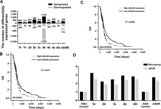 Figure 2. Identification of LGALS3 from differentially expressed genes in radioresistant T98G cells. A, Different clones of radioresistant T98G and A549 cells show different numbers of differentially expressed genes. B and C, Kaplan–Meier analysis finds the prognostic value of LGALS3 using the data from both types of microarray in TCGA glioblastoma dataset. D, qPCR detection confirms the expression change of LGALS3 in different clones of radioresistant T98G and A549 cells.