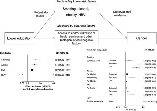 Figure 1. Conceptual model of the associations of education, potential risk factors, and GI cancer risk. It is hypothesized that the indirect effect of the association of education with GI cancer is mediated through possible risk factors and access to and/or use of healthcare services, whereas the direct effect is potential biological or carcinogenic factors (36). However, no data are currently available to examine the direct effect between SES and cancer or the effect of access to and/or utilization of health services on the SES–cancer associations. To assess the causal effects of education on possible risk factors for cancer, independent summary statistics from genome wide association studies (GWAS) were obtained for education single nucleotide polymorphisms (SNP) from the Social Science Genetic Association Consortium (PMID: 27225129), for HBV from a Korean study (PMID: 23760081), and for smoking the TAG consortium (PMID: 20418890). The SNPs for alcohol (the UK Biobank) and body mass index (BMI; the GIANT consortium) were obtained through MR-Base (www.mrbase.org). We used a conventional inverse-variance weighted (IVW) Mendelian randomization analysis in which the SNP to education estimate is regressed on the SNP to each risk factor, with the y-axis intercept forced through the origin. The pooled RRs between risk factors and cancer are extracted from the largest meta-analysis of prospective studies (PMID: 18193270, 19816941, 19720726, 19142968; World Cancer Research Fund Continuous Update Project), except for HBV (meta-analysis of cross-sectional, case–control, and prospective studies; PMID: 28230038). CI, confidence interval. *, For HBV, the HR is not plotted due to its very high value.