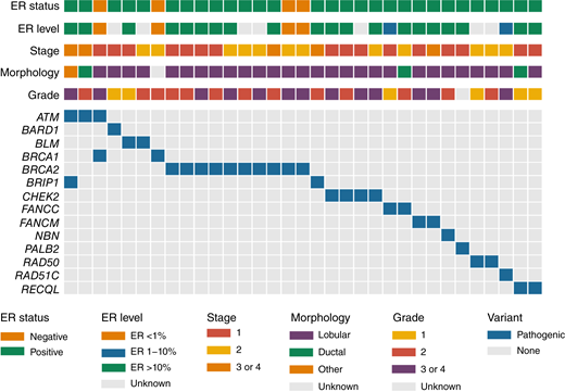 Tumor characteristics and PVs of the carrier group. PV carrier status and tumor characteristics of 33 individuals with germline PVs are shown as a co-mutation plot with columns as individual carriers and with rows as tumor features indicated as colored boxes. ER status (negative, orange and positive, green); ER level (ER <1%, orange; ER 1%–10%, blue; and ER >10%, green); tumor stage at diagnosis (categories: 1, red; 2, yellow; and 3 or 4, orange); morphology (lobular, purple; ductal, green; other, orange; and unknown, gray); tumor grade (1, yellow; 2, red; 3 or 4, purple; and unknown, gray); and PV, blue; none, gray.