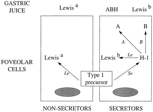 Fig. 1. Effect of Lewis and secretor genes on production of Lewis and ABH antigens in two foveolar cells.