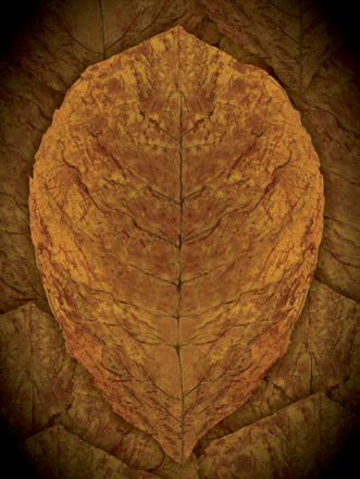 Issue cover image