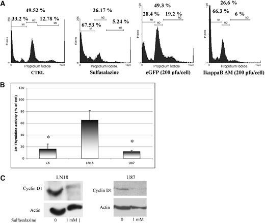 Fig. 4. Effects of NF-κB inhibition on the cell cycle. A, cell cycle analysis of primary human glioblastoma cells (GM-2; 104 cells/analysis) under control conditions, after treatment with sulfasalazine (1 mm, 24 h) and infection with replication-deficient adenoviruses encoding eGFP or IκBΔM (200 pfu/cell). These illustrations are representative of two independent experiments. Markers are set as follows: M1, sub-G1 or dead cells; M2, G0-G1 cells; and M3, S and G2-M cells. B, [3H]thymidine incorporation in C6, U87, and LN18 cells in response to sulfasalazine treatment. Results are expressed as percentages of control, untreated wells (1 mm, 24 h; ∗, P < 0.05, one sample t test). C, in both U87 and LN18 cells, sulfasalazine treatment (1 mm, 18 h) reduced the expression of cyclin D1 in whole cell protein extracts. The loading homogeneity was assessed with an actin antibody. These Western blots are representative of two independent experiments.