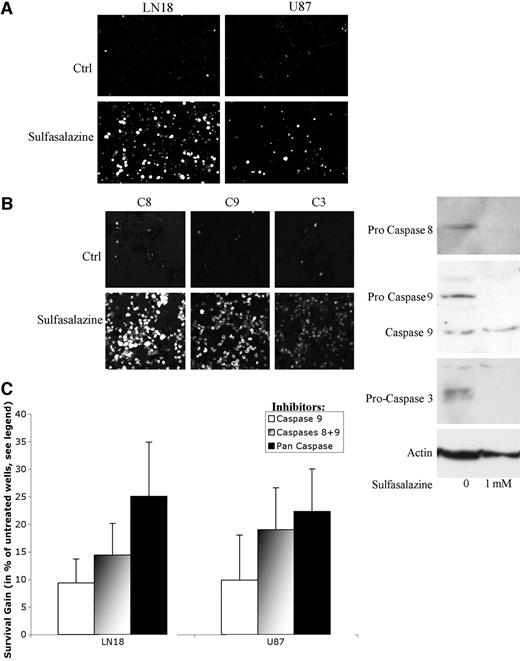 Fig. 5. Apoptosis is induced in glioblastoma cells after treatment with sulfasalazine. A, apoptotic cell death in response to treatment of LN18 and U87 cells with sulfasalazine (1 mm, 24 h) as evidenced with the TUNEL reaction. B, cleavage of cell permeant, fluorogenic substrates of caspases 3, 8, and 9 in response to sulfasalazine treatment (1 mm, 18 h) in U87 cells. These illustrations are representative of two independent experiments. Right, Western blot showing the disappearance of uncleaved caspases 3, 8, and 9 in U87 cells treated with sulfasalazine (1 mm, 18 h). Similar results were obtained with LN18 cells. C, effects of caspase 9, caspases 8 and 9, and caspase 3 inhibitors (Z-LHED-FMK, Z-LHED-FMK + Z-IETD-FMK, and Z-DEVD-FMK) on the toxicity of sulfasalazine (1 mm, 24 h). Results are expressed as the absolute difference between the survival of cells treated with sulfasalazine and caspase inhibitors minus that of cells treated with sulfasalazine and a FMK-negative control (cathepsin inhibitor Z-FA-FMK). Both treatment survivals were calculated with respect to completely untreated wells (n = 3; mean ± SD).