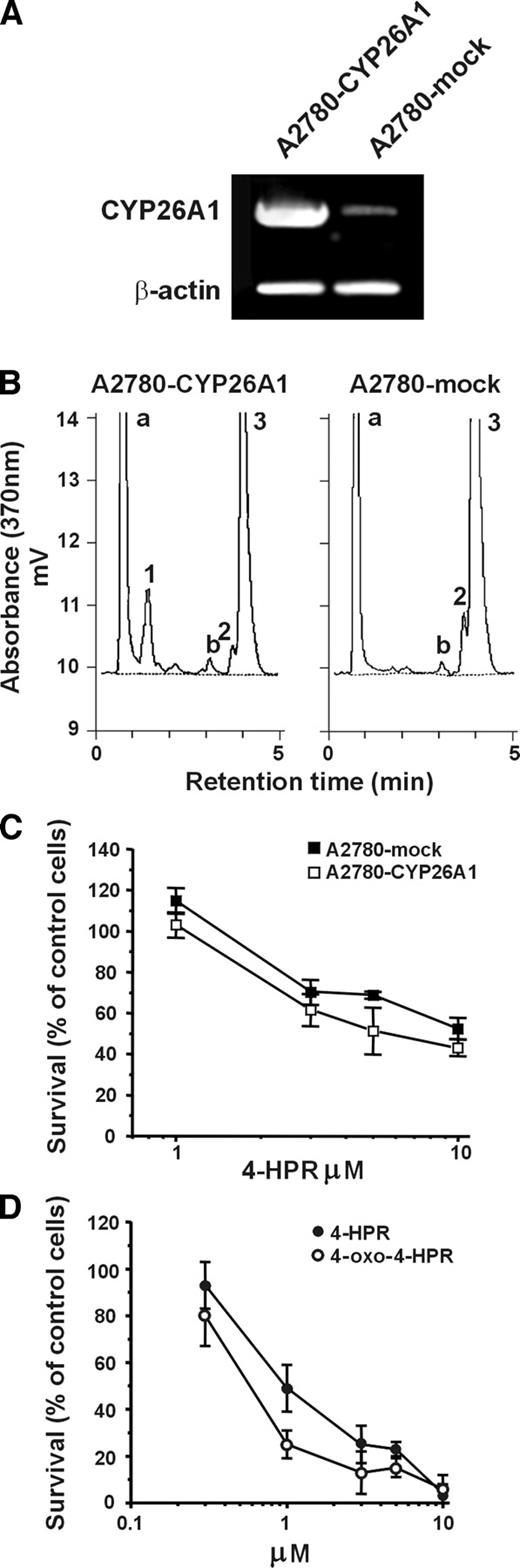 Fig. 4. Metabolism and growth-inhibitory effects of 4-HPR in A2780 cells transiently transfected with CYP26A1 and sensitivity of A2780 cells to 4-oxo-4-HPR. A, RT-PCR analysis for detection of CYP26A1 mRNA levels in A2780 cells transfected with CYP26A1 cDNA (A2780-CYP26A1) or with an empty vector used as control (A2780-mock). Two μg of total RNA were retrotranscribed, and the gene sequences for CYP26A1 and β-actin, used as internal standard, were coamplified in the same reaction. B, 4-HPR metabolism in A2780-CYP26A1 and in A2780 mock-transfected cells. Transfected cells were treated with 5 μmol/L 4-HPR for 48 hours. Retinoids were extracted from media and were analyzed by reverse-phase HPLC. The experiments were repeated two times, with similar results. The results of one experiment are reported. C, 4-HPR antiproliferative activity in A2780-CYP26A1 (□) and A2780-mock cells (▪). Cells were treated with 5 μmol/L 4-HPR 24 hours after transfection, and surviving cell number was evaluated 2 days later. Results are the means of two independent experiments. D, 4-oxo-4-HPR (○) and 4-HPR (•) antiproliferative activity in A2780 cells. Cells were treated with the indicated concentrations of the two retinoids, and surviving cell number was evaluated 3 days later. Results are the means of three independent experiments.
