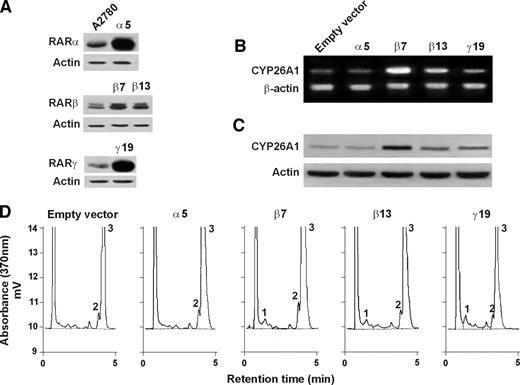 Fig. 5. CYP26A1 mRNA expression and 4-HPR metabolism in clones that overexpressed RARs. In A, RAR expression was determined by Western blot analysis in A2780 cells stably transfected with RARα (α5), RARβ (β7, β13) RARγ (γ19) and in A2780 control cells as described previously (10). In B, CYP26A1 mRNA expression was measured by RT-PCR in α5, β7, β13, and γ19 cells and in empty vector clones (A2780). Two μg of total RNA were retrotranscribed, and the gene sequences for CYP26A1 and β-actin, used as internal standard, were coamplified in the same reaction. In C, CYP26A1 protein expression was evaluated by Western blot analysis in α5, β7, β13, and γ19 and empty vector clone (Empty vector). Eighty μg of protein were loaded onto a SDS-PAGE gel, and were immunoblotted with antibody against CYP26A1. As a control for loading, the blot was incubated with actin antibody. D, 4-HPR metabolism in the media of α5, β7, β13, γ19, and empty vector clones. Cells were treated, 24 hours after seeding, with 5 μmol/L 4-HPR. After 72 hours of treatment, retinoids were extracted from media and were analyzed by reverse-phase HPLC. The experiments were repeated two times, with similar results. The results of one experiment are reported.
