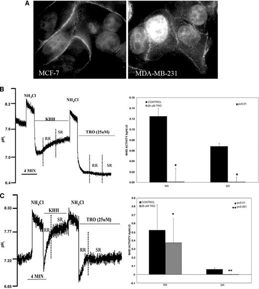 Fig. 2. NHE1 expression and activity. A, expression of NHE1 in MCF-7 and MDA-MB-231 cells. Cells were seeded on slides and incubated with primary monoclonal antibody anti-NHE1 and a secondary fluorescent antibody. Hoechst 33342 was used for nuclear counterstain. Fluorescent microscope images are shown (×100). B and C, representative pHi recovery response to NH4Cl acid load in MCF-7 and MDA-MB-231 cells treated with TRO (left panels). BCECF-loaded monolayers of MCF-7 and MDA-MB-231 cells were exposed to an NH4Cl (20 mmol/L) pulse for 4 minutes, followed by KHH for an 8-minute recovery period. The ΔpHi/Δt measured over the fast rising portion of the recovery curve is taken as the RR, with the subsequent rise taken as the slow response (secondary response). TRO was added to the recovery media after the second NH4Cl pulse and compared with the first response as presented in the right panels for (B) MCF-7 (n = 15) and (C) MDA-MB-231 (n = 7).