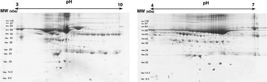 Fig. 1. Two-dimensional PAGE analysis of NAF sample. NAF from a subject without breast cancer was processed and separated on two gels with different pH ranges: 3 to 10 and 4 to 7. Protein spots in the middle isoelectric point (pI) range (4.5 to 6.5) were excised from the 4-to-7 gel. Protein spots that were either in the 3-to-4.5 range or in the 6.5-to-10 range were excised from the 3-to-10 gel. (kDa, molecular weight (MW) in thousands.)