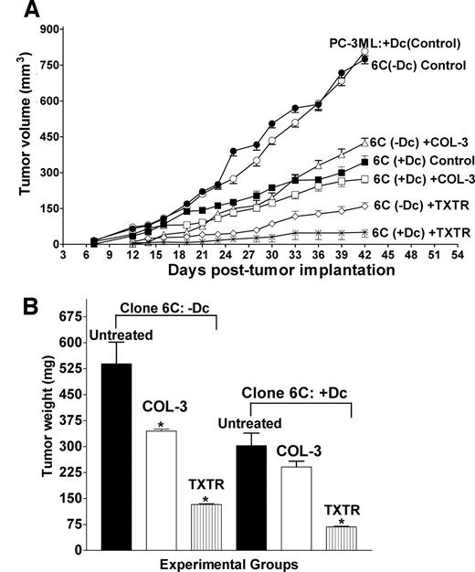 Fig. 4. A, tumor growth in clone 6C−Dc or 6C+Dc xenograft-bearing mice treated with Taxotere or COL-3. Mean TVs were significantly low in clone 6C+Dc groups (untreated, COL-3 treated, or Taxotere treated). B, mean tumor weights of tumor explants from various experimental groups. Forty two days after tumor cell implantation, all surviving animals were euthanized, and tumor weights were recorded. Mean tumor weights were significantly decreased in the clone 6C+Dc groups (untreated, COL-3 treated, or Taxotere treated) when compared with the clone 6C−Dc group. *, P < 0.05, Tukey-Kramer test, treatment (all) versus 6C−Dc control.