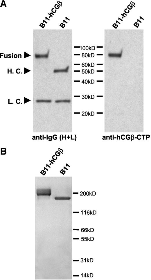 Fig. 1. Purified human anti-dendritic cell antibody (B11)-human chorionic gonadotropin β subunit (hCGβ) fusion protein. A, purified B11-hCGβ fusion protein and control B11 antibody (200 ng/lane) were separated by SDS-PAGE under reducing conditions. Immunoblotting was performed with primary antibodies as indicated. Fusion, B11 heavy chain-hCGβ fusion; H. C., heavy chain of B11; L. C., light chain of B11-hCGβ or B11 antibody. B, purified B11-hCGβ fusion protein and control B11 antibody (2 μg/lane) were separated by SDS-PAGE under nonreducing conditions and stained with Coomassie Blue.