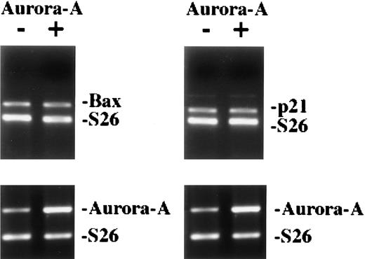 Fig. 6. Overexpression of Aurora-A into HEK 293 cells did not affect the expression level of p53 target genes p21 and Bax.