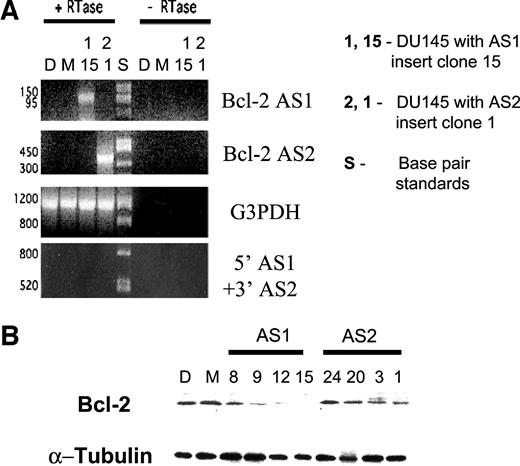 Fig. 2. A, representative reverse transcription-PCR (RT-PCR) analysis demonstrating the production of the antisense bcl-2 mRNA in infected DU145 prostate cancer cells. In the bcl-2 AS1 clone, a 113 bp RT-PCR product was observed, which was not seen in the AS2 clone, or in the mock-infected or wild-type cells. Conversely, in the AS2 clone, a 413 bp product was observed, which was not seen in any other cell line. When a combination of the 5′ AS1 and 3′ AS2 primers were used, no products were observed in any cell line. A control G3PDH RT-PCR is also shown. In the absence of RTase, no PCR products were seen. B, representative Western blot analysis demonstrating down-regulation of bcl-2 expression in AS1- and AS2-infected DU145 prostate cancer cells by an antisense RNA strategy. Greatest down-regulation was observed in the AS1 clone 15 (94%) and AS2 clone 1 (83%). Protein samples (30–40 μg of protein/lane) were analyzed as described in “Materials and Methods,” with tubulin used as a control protein species. Percentage inhibition versus mock-transfected cells was determined by laser-scanning densitometry. D, parental DU145 cells; M, mock-infected (with empty viral vector) cells.