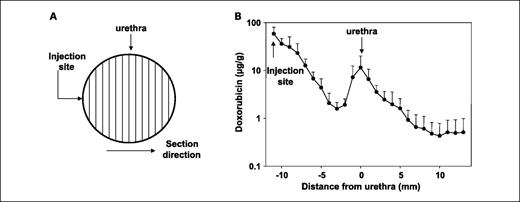 Fig. 2. Spatial drug distribution in the prostate as a function of distance from injection site: HPLC results. Dogs were given intraprostatic infusions of doxorubicin (0.3 mg/150 μL over 150 minutes). A, harvested and frozen prostate was cryosectioned into 5-μm-thick sections, cut perpendicular to the direction of needle insertion and parallel to the urethra. Alternate sections were used for confocal fluorescence microscopic and HPLC analyses. The HPLC results are shown here and the fluorescence microscopy results in Fig. 3. B, concentration-distance profile starts at the capsule near the injection site (approximately −12 mm), passes the urethra (0 mm), and continues at the contralateral side of the prostate (>0 mm). Note the increase in tissue concentrations surrounding the urethra. Points, mean (n = 5); bars, ±SD.