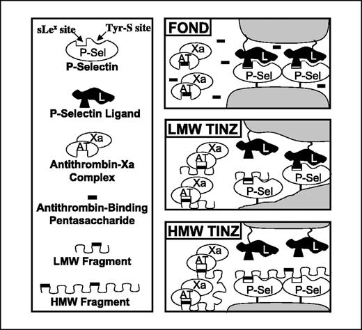 Fig. 6. Proposed explanation for selectin inhibitory activity being concentrated in higher molecular weight heparin fractions. P-selectin (presented by either activated platelets or endothelial cells) is known to have two binding pockets: one for the sialyl Lewis X moiety and another for the tyrosine sulfate–rich region of its native ligand PSGL-1, which is presented on leukocytes (58). The latter region of PSGL-1 is also rich in amino acids with carboxylate side chains. Other P-selectin or L-selectin ligands can be sulfated, sialylated mucins presented on endothelial cells or on carcinoma cells. Notably, these are also molecules presenting high densities of negatively charged sulfates and carboxylates. We hypothesize that heparins mimic these natural and pathologic ligands by virtue of their high density of sulfates and carboxylates (i.e., presenting a similar “clustered saccharide patch”; ref. 1). If the heparin chain is very short (as in Fondaparinux), it can only block one site at a time, making it a very poor inhibitor (top). A somewhat longer heparin chain could interact with both binding sites on P-selectin and have some inhibitory activity (middle). An even longer chain could block multiple P-selectin molecules and more dramatically affect the avidity of cell-to-cell interactions involving P-selectin ligands (bottom). In contrast, the antithrombin-factor Xa complex is a soluble one, and a single pentasaccharide (with the sequence identical to that found in Fondaparinux) is both necessary and sufficient to bind to antithrombin and catalyze the inactivation of Xa. Increasing the length of a heparin molecule would not change the outcome, unless there was more than one antithrombin-binding pentasaccharide in the sequence. However, unlike the case with the multivalent, multisite binding of P-selectin with its ligands in cell-to-cell interactions, the effect on antithrombin-Xa interactions would only be additive. The specificity of heparin structure for recognition by P-selectin is also not detailed in this model. However, previous work by us and others (see text) indicate a continuum of binding affinities, with 6-O-sulfation being necessary. FOND, Fondaparinux; LMW, low molecular weight; TINZ, Tinzaparin; HMW, high molecular weight.