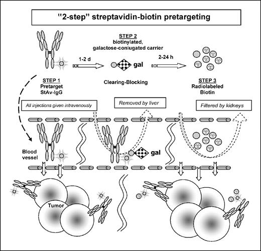 Fig. 1. Schematic representation of the ″two-step″ streptavidin-biotin pretargeting procedure. An antitumor IgG-streptavidin conjugate is given i.v. to localize to the tumor. After 1 to 2 days to allow for maximum tumor accretion, a clearing agent is used to quickly remove the conjugate from the blood, transporting it to the liver to be processed before radiolabeled biotin is given.