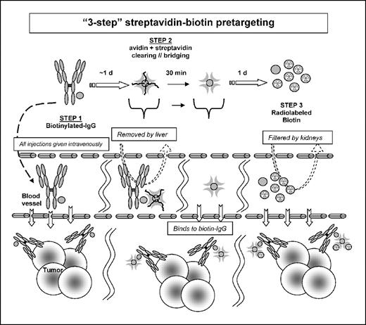 Fig. 2. Schematic representation of the three-step streptavidin-avidin-biotin pretargeting procedure. A biotin-conjugated antitumor IgG is given i.v. and allowed to localize to the tumor. In the next step, the naturally glycosylated avidin is given, which rapidly clears IgG-biotin from the blood for processing in the liver. Soon after the avidin injection, streptavidin is given. Streptavidin entering the tumor vascular bed will bind to the biotin-conjugated IgG, with the remaining material itself cleared from the body by renal filtration. Finally, radiolabeled biotin is given, and it will bind to the multivalent streptavidin that acts as a bridge between the tumor-bound biotin-IgG and the radiolabeled biotin.