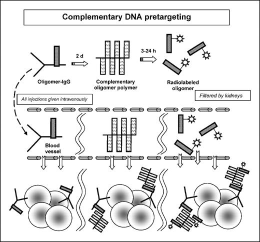 Fig. 3. Schematic representation of a pretargeting method that uses complementary oligonucleotides (morpholino compounds) as secondary recognition units. In this system, an oligo-conjugated IgG is given, and after suitable time for tumor localization and blood clearance, a complementary oligo is given, which is followed by the injection of the radiolabeled oligo.