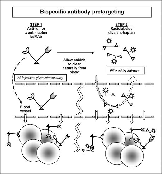 Fig. 4. The bispecific mAb pretargeting method. In the bispecific mAb/peptide-hapten pretargeting approach, a bispecific mAb, which has specificity to both a tumor antigen and the hapten, is given. Because most bispecific mAbs are small in size, after several days they have localized in the tumor and cleared from the blood sufficiently to allow for the radiolabeled hapten-peptide to be administered.